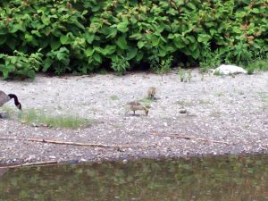The goslings are getting bigger